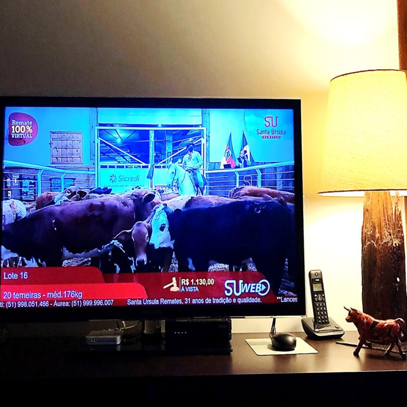 novo normal na pecuária